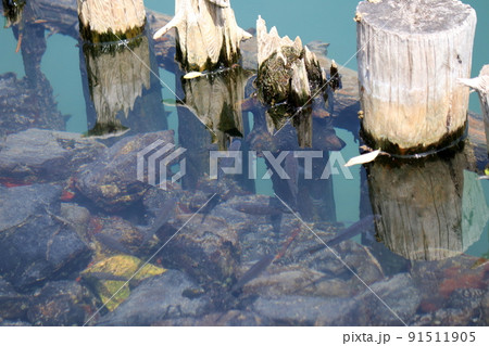春の淡水魚 春の淡水魚 91511905