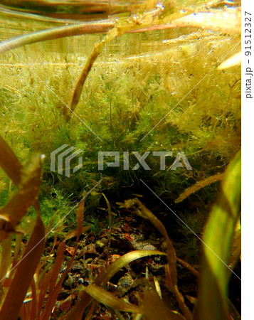 小魚が隠れる春の水中 91512327