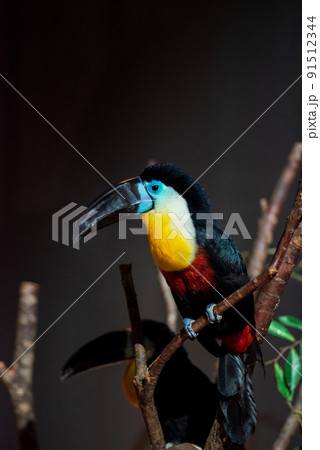 木に止まるヒムネオオハシ01 91512344