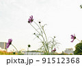 立派なコスモス 91512368