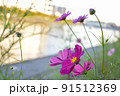 コスモスと川 91512369