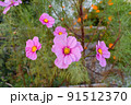 コスモスたくさん 91512370