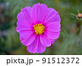コスモスクローズアップ 91512372