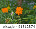 オレンジのコスモス 91512374