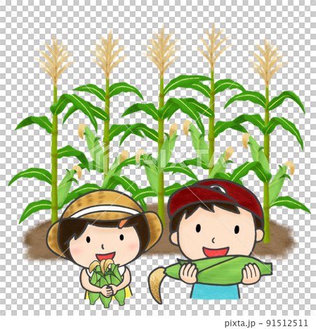 彩色鉛筆手繪插圖 收割玉米的孩子 91512511