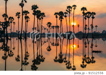 Silhouette sugar palm trees with skyline reflection at sunrise 91512556