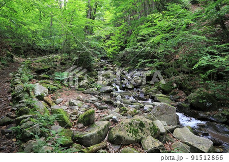 東京都 三頭山 初夏の三頭沢 東京都 三頭山 初夏の三頭沢 91512866