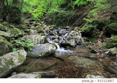 東京都　三頭山　初夏の三頭沢 91512867