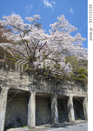 【東京都】奥多摩湖湖畔の桜 91513339
