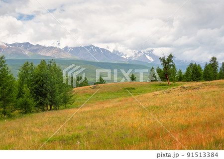 Summer cedar green forest in front of the foggy high mountains. Mountain alpine woodland. Atmospheric green forest landscape. Summer cedar green forest in front of the foggy high mountains. Mountain alpine woodland. Atmospheric green forest landscape. 91513384