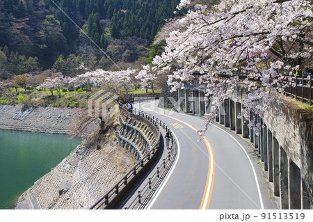 【東京都】春の奥多摩湖湖畔の風景 91513519