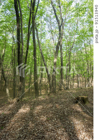 新緑の狭山丘陵内の明るい林 91513940