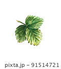 Single green strawberry leaf isolated on white background. Watercolor illustration 91514721