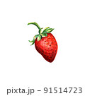 Watercolor red juicy strawberry .Hand drawn food illustration. Fruit print. Summer sweet fruits and berries. 91514723