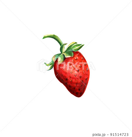 Watercolor red juicy strawberry .Hand drawn food illustration. Fruit print. Summer sweet fruits and berries. Watercolor red juicy strawberry .Hand drawn food illustration. Fruit print. Summer sweet fruits and berries. 91514723