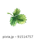 Strawberry green leaf, watercolor hand-drawn illustration isolated on a white background 91514757