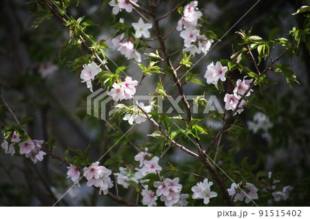 木漏れ日に咲く里桜・イトククリの花 91515402