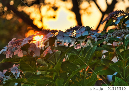 河内長野市寺ヶ池公園紫陽花の間からの朝日 91515510