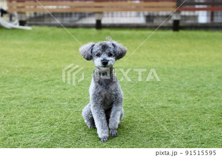 ドッグランの芝生上に座っているシルバーのトイプードル、目ヤニがあり目が潤んでいる表情 91515595