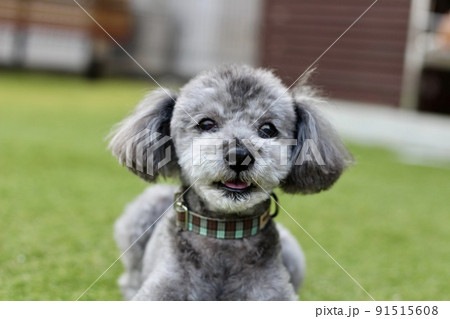 ドッグランの芝生上に座っているシルバーのトイプードル、目ヤニがあり目が潤んでいる表情 91515608