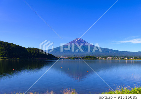 (山梨県)初夏の早朝の河口湖畔・逆さ富士 (山梨県)初夏の早朝の河口湖畔・逆さ富士 91516085