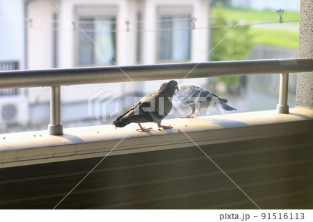 ベランダに鳩が住み着き糞被害。かわいい二羽の小鳩がベランダにいる様子。 91516113