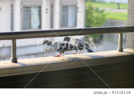 ベランダに鳩が住み着き糞被害。かわいい二羽の小鳩がベランダにいる様子。 91516116