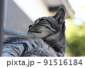 物思いに耽る野良猫 91516184