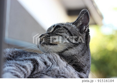 物思いに耽る野良猫 91516184