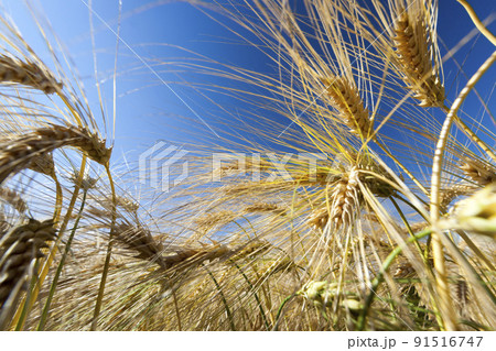 agricultural field with mature golden yellow cereals 91516747