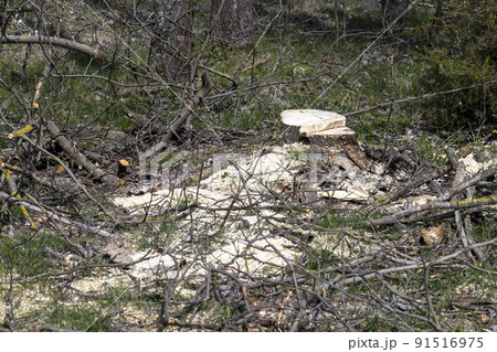 stumps and branches left after logging in the forest 91516975