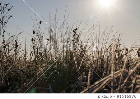 grass covered with white cold frost in the winter season 91516976