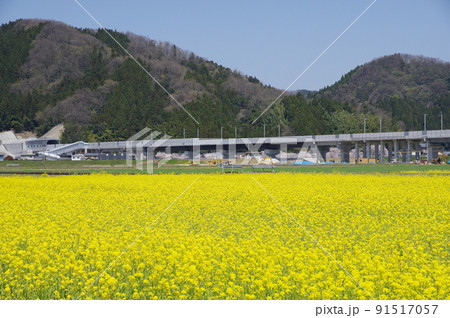 北陸新幹線 延伸工事と菜の花畑 鯖江市舟枝町 2022年4月 北陸新幹線 延伸工事と菜の花畑 鯖江市舟枝町 2022年4月 91517057