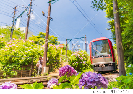 （神奈川県）箱根登山鉄道　あじさい電車 91517175