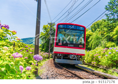 （神奈川県）箱根登山鉄道　あじさい電車 91517176