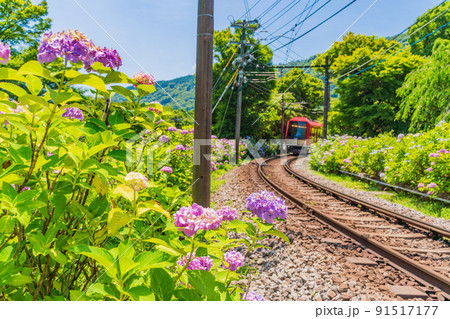 (神奈川県)箱根登山鉄道 あじさい電車 (神奈川県)箱根登山鉄道 あじさい電車 91517177