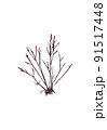 海藻　紅藻類　ツノ　フシ　赤い海藻 91517448