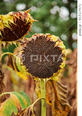 Dry ripe sunflower close up detail, blue bright sky and field soft blurry background Dry ripe sunflower close up detail, blue bright sky and field soft blurry background 91517471
