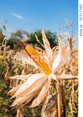 Growing corn on a farm. Close-up of dry yellow corn cobs ready for harvest at the farm 91517483