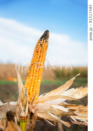Growing corn on a farm. Close-up of dry yellow corn cobs ready for harvest at the farm 91517485