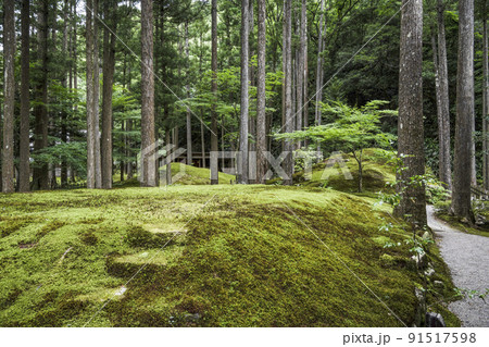 日用苔の里・叡智の杜（Forest of Wisdom） 91517598