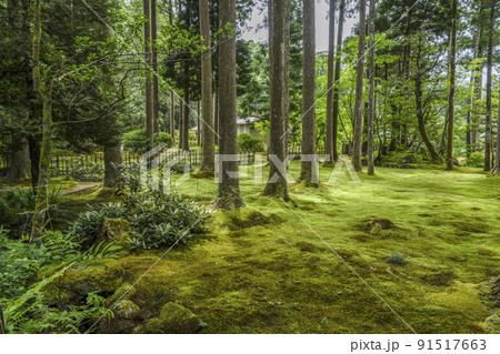 日用苔の里・叡智の杜（Forest of Wisdom） 91517663