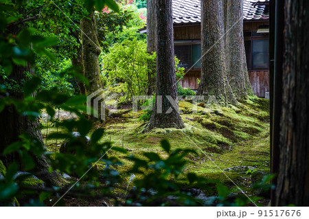 日用苔の里・叡智の杜（Forest of Wisdom） 91517676