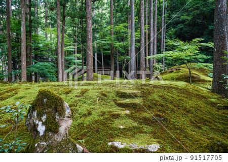 日用苔の里・叡智の杜(Forest of Wisdom) 日用苔の里・叡智の杜(Forest of Wisdom) 91517705