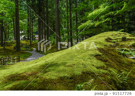 日用苔の里・叡智の杜(Forest of Wisdom) 日用苔の里・叡智の杜(Forest of Wisdom) 91517726
