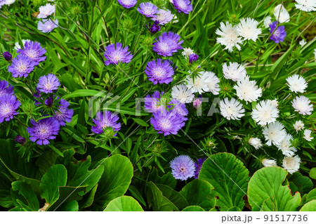 ストケシア（日用苔の里・叡智の杜にて） 91517736