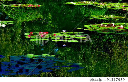 青い睡蓮が有名な高知県モネの庭の水の庭 91517989