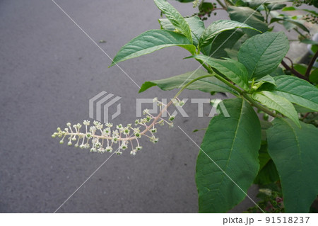 洋種ヤマゴボウの白い花 91518237