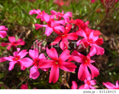 芝桜 芝桜 91518415