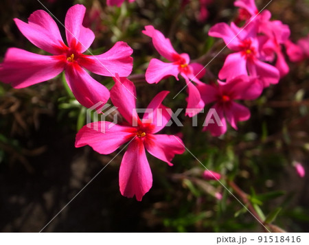 芝桜 芝桜 91518416